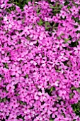 PHLOX SUBULATA RED WING