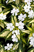IMPATIENS SUNPATIENS SPREADING WHITE