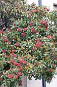 PHOTINIA CHINENSIS