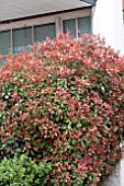 PHOTINIA FRASERI