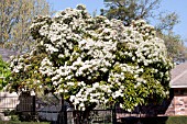 PHOTINIA SERRULATA