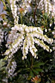 PIERIS JAPONICA MOUNTAIN SNOW