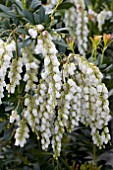 PIERIS JAPONICA MOUNTAIN SNOW