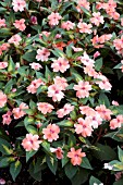 IMPATIENS SUNPATIENS VARIEGATED VIGOROUS CORAL