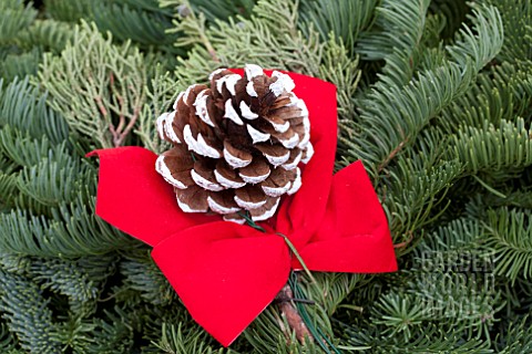 PINE_CONE_WITH_BOW