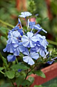 PLUMBAGO AURICULATA CAPENSIS