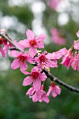 PRUNUS CAMPANULATA FLOWERING CHERRY