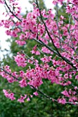 PRUNUS CAMPANULATA FLOWERING CHERRY