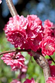 PRUNUS CRIMSON CASCADE