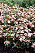 IMPATIENS SUNPATIENS VARIEGATED VIGOROUS CORAL