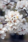 PRUNUS MEXICANA FLOWER