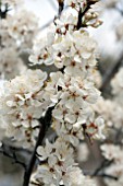 PRUNUS MEXICANA FLOWER