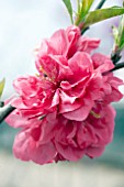 PRUNUS PERSICA DOUBLE RED FLOWERING PEACH