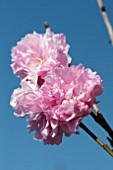 PRUNUS PERSICA FLOWERING PEACH