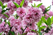 PRUNUS PERSICA HELEN BORCHERS FLOWERING PEACH