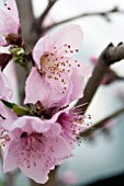 PRUNUS PERSICA PEACH FLOWER