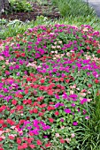 IMPATIENS WALLERIANA MIX PLANTING