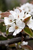 PYRUS PYRIFOLIA ASIAN PEAR FLOWER