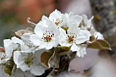 PYRUS PYRIFOLIA ASIAN PEAR FLOWER