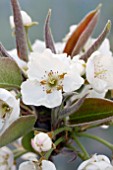 PYRUS PYRIFOLIA ASIAN PEAR FLOWER