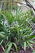 RHAPIDOPHYLLUM HYSTRIX NEEDLE PALM