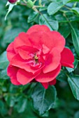 ROSA FLOWER CARPET SCARLET SUPREME