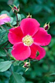 ROSA OSO CHERRY PIE