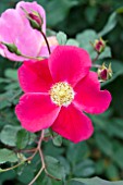 ROSA OSO CHERRY PIE