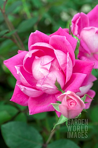 ROSA_PINK_DOUBLE_KNOCK_OUT