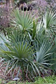 SABAL MINOR DWARF PALMETTO