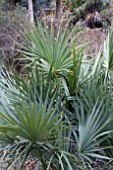 SABAL MINOR DWARF PALMETTO