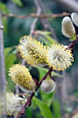 SALIX CAPREA PENDULA