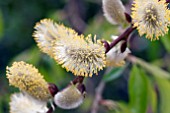 SALIX CAPREA PENDULA