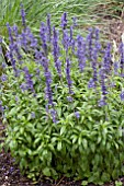 SALVIA FARINACEA SALLYFUN BLUE EMOTION