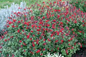 SALVIA GREGGII RED