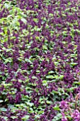 SALVIA SPLENDENS VISTA PURPLE