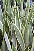 SANSEVIERIA SILVER LAUREN