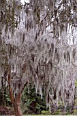 SPANISH MOSS IN TREE