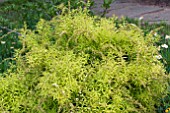 SPIRAEA THUNBERGII OGON