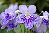 STREPTOCARPUS BLUE ICE