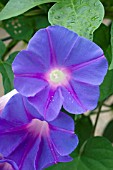 IPOMOEA VIOLACEA