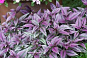 STROBILANTHES DYERIANUS PERSIAN SHIELD