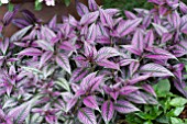 STROBILANTHES DYERIANUS PERSIAN SHIELD