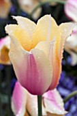 TULIPA BLUSHING BEAUTY