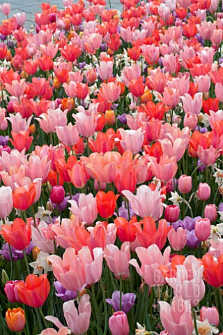 TULIPA_DORDOGNEVIOLET_BEAUTYMENTONRENOWN