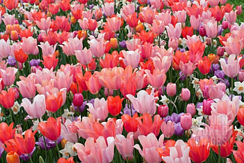 TULIPA_DORDOGNEVIOLET_BEAUTYMENTONRENOWN