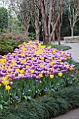 TULIPA GOLDEN OXFORD,MENTON,VIOLET BEAUTY