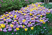 TULIPA GOLDEN OXFORD,MENTON,VIOLET BEAUTY