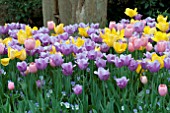 TULIPA GOLDEN OXFORD,MENTON,VIOLET BEAUTY