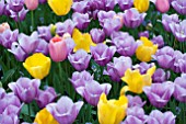 TULIPA GOLDEN OXFORD,MENTON,VIOLET BEAUTY